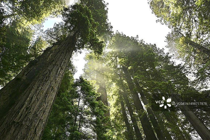 从低角度看穿过森林树木的阳光，美国图片素材