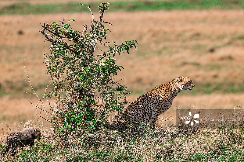 肯尼亚，坐在草地上的猎豹的侧视图图片素材
