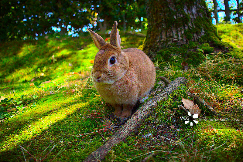 日本福井，田野里树下的兔子特写图片素材