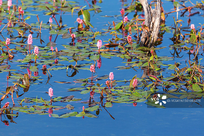 生长在湖中的水陆两栖花图片素材