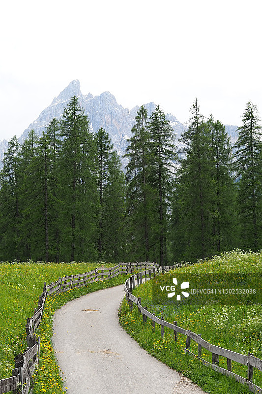 意大利博尔扎诺，天空映衬下树木间的道路风景图片素材