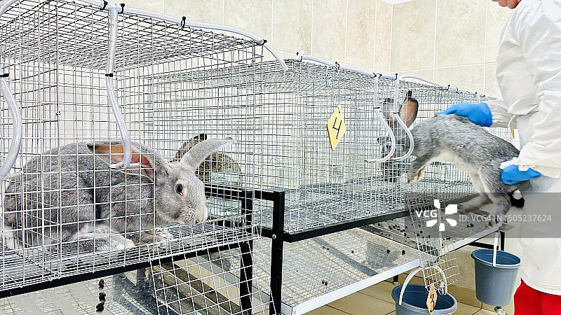 兔子被关在一个金属笼子里。图片素材