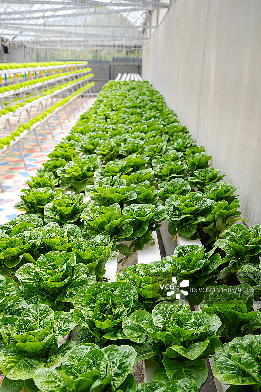 水培系统温室农场种植的一排排生菜图片素材