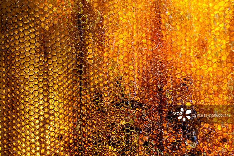 全画幅拍摄的蜜蜂，乌克兰图片素材