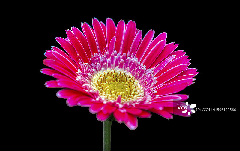 粉色花朵的特写，黑色背景，塔姆沃思，英国图片素材