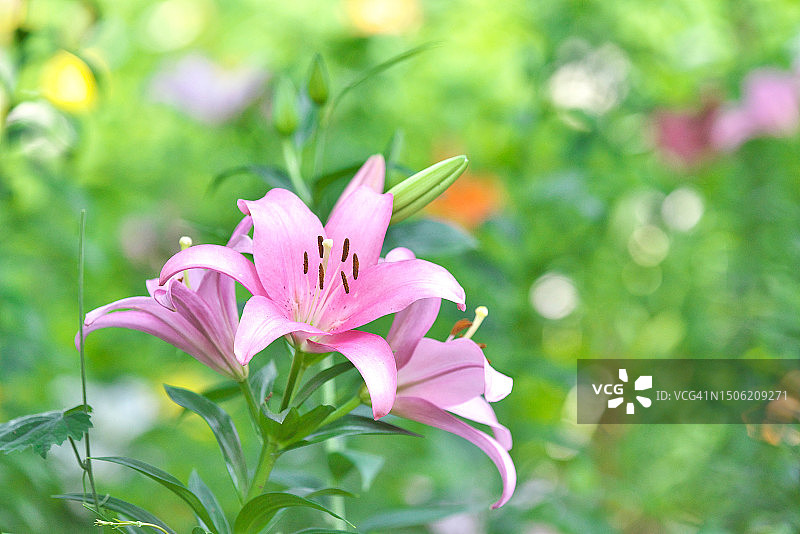 粉色开花植物特写图片素材