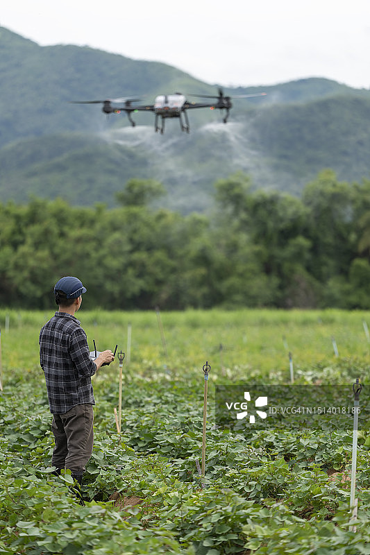 日本一名农场工人使用农业无人机在红薯地里喷洒肥料。图片素材