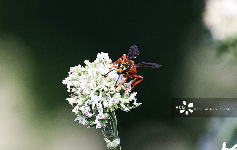 昆虫在花上的特写，华盛顿县，内布拉斯加州，美国图片素材