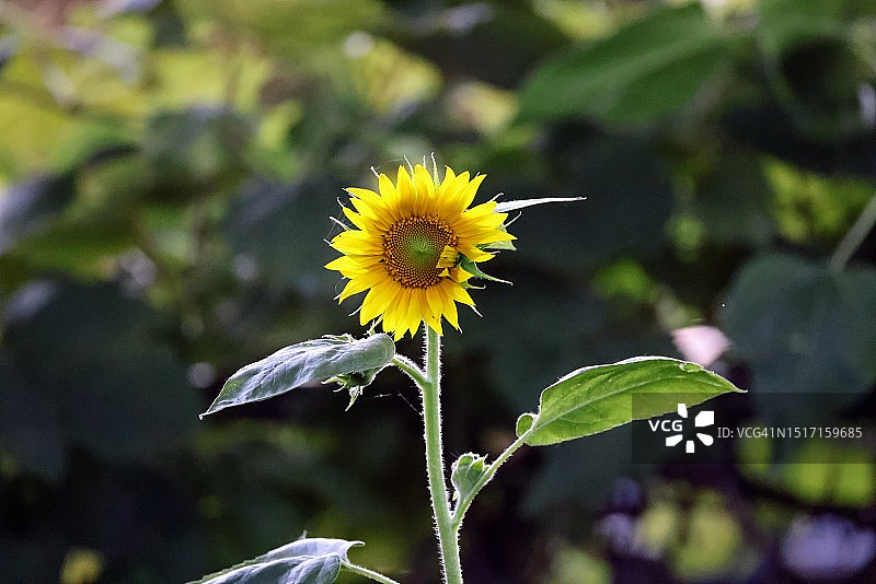 黄色开花植物特写，华盛顿县，内布拉斯加州，美国图片素材