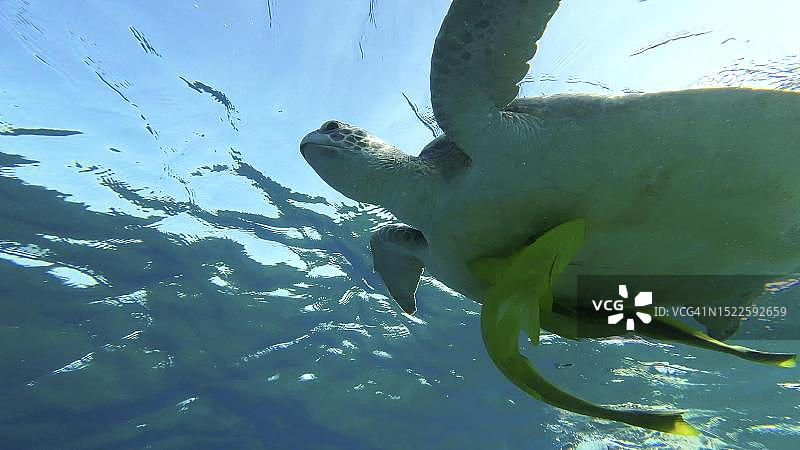 大绿海龟(Chelonia mydas)在埃及红海的水面上休息图片素材
