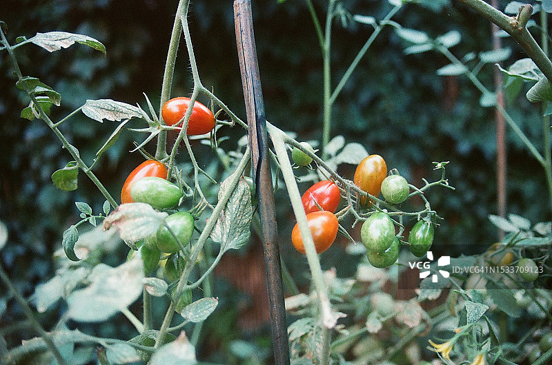 花园里的夏日番茄图片素材