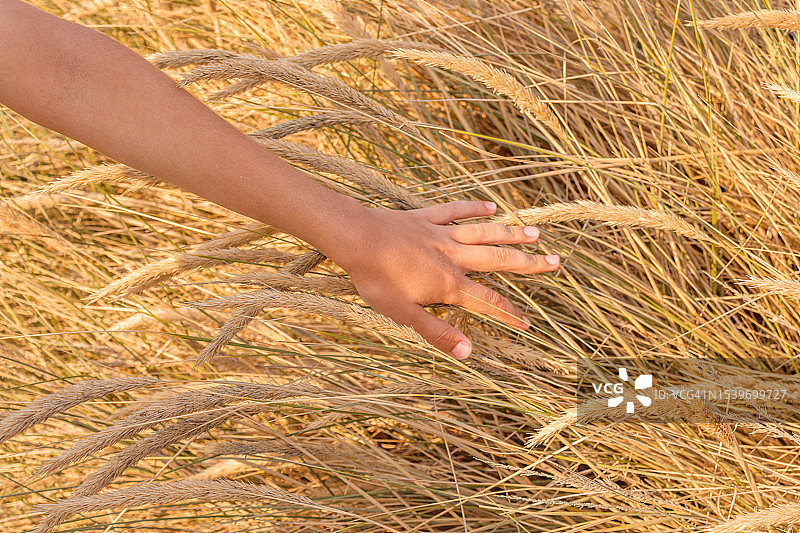 在一个阳光明媚的日子里，一个男孩的手触摸着沙丘上的一棵芒草图片素材