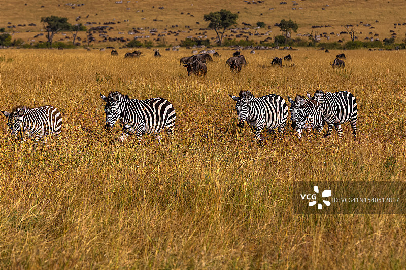 草原斑马和角马羚羊在大迁徙中的野生动物。图片素材