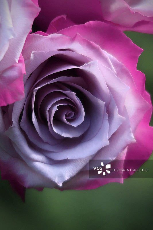 粉色玫瑰的特写，克莱蒙特，新罕布什尔州，美国图片素材
