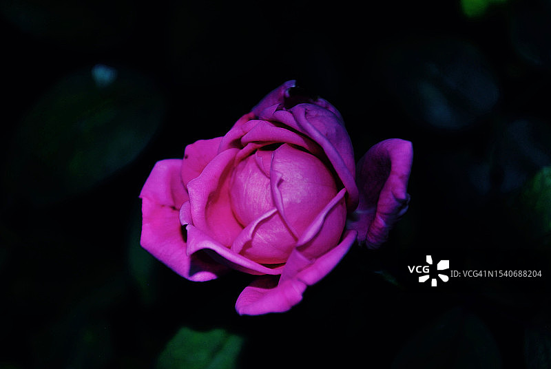 粉红色玫瑰的特写，康涅狄格州，美国图片素材