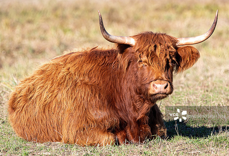 田野上水牛的肖像图片素材