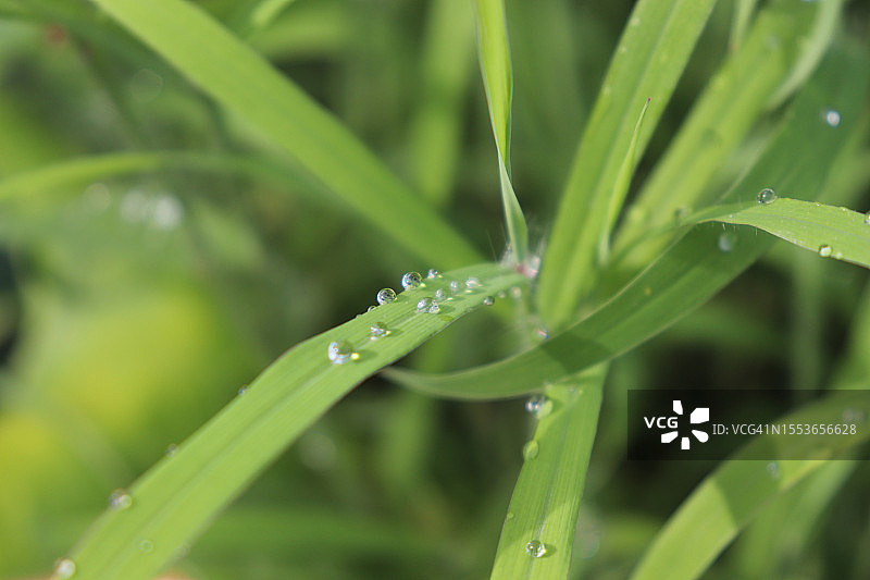 雨季潮湿植物的特写图片素材
