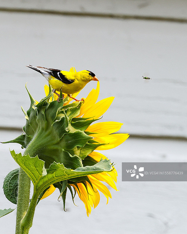 美国内布拉斯加州布莱尔，金翅雀栖息在喂食器上的特写图片素材