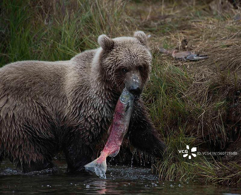 一只棕色的灰熊在河里吃鲑鱼图片素材