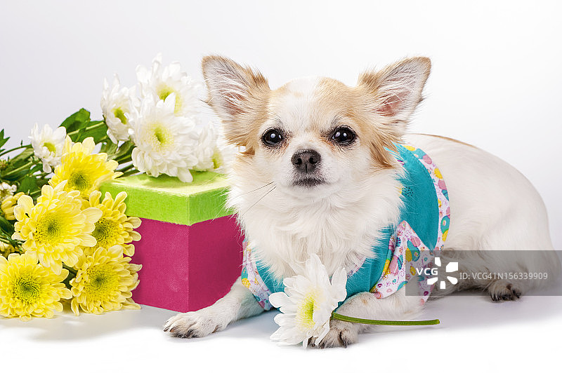 漂亮的吉娃娃狗和礼盒和花图片素材