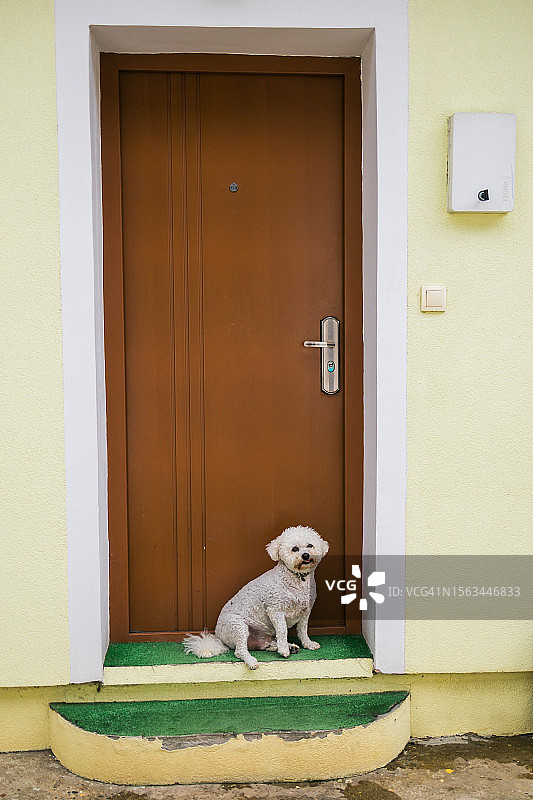 白色宠物哈巴狗坐在门口图片素材