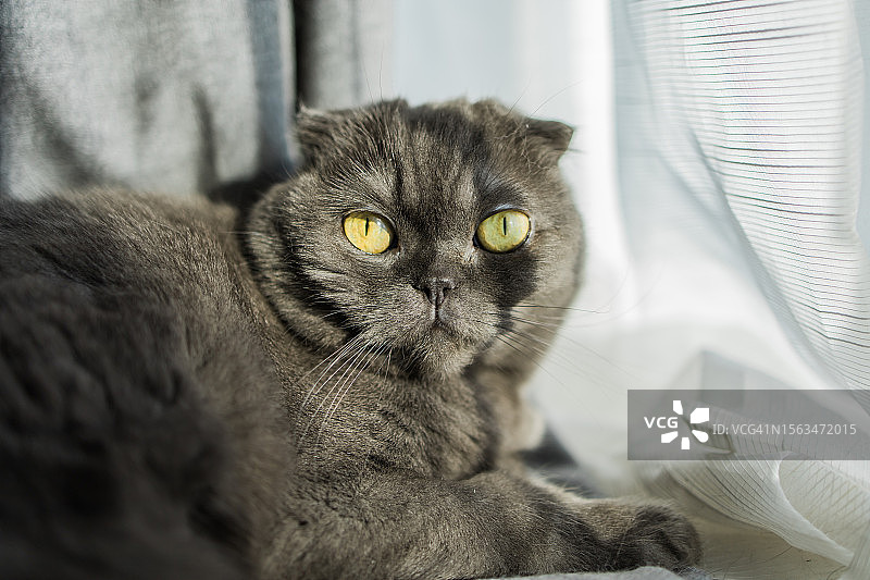 灰色的苏格兰折耳猫躺在家里休息图片素材