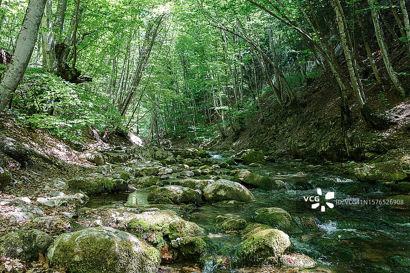 树林中小溪的美景图片素材