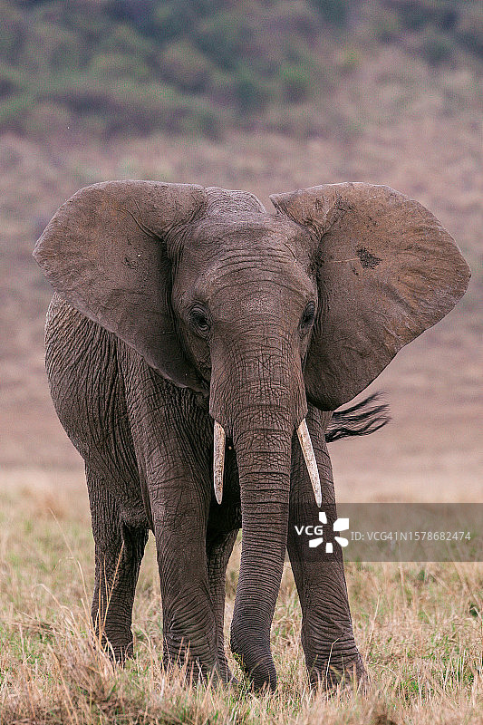 非洲象的全长图片素材