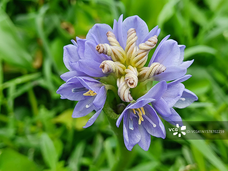 紫色开花植物特写图片素材