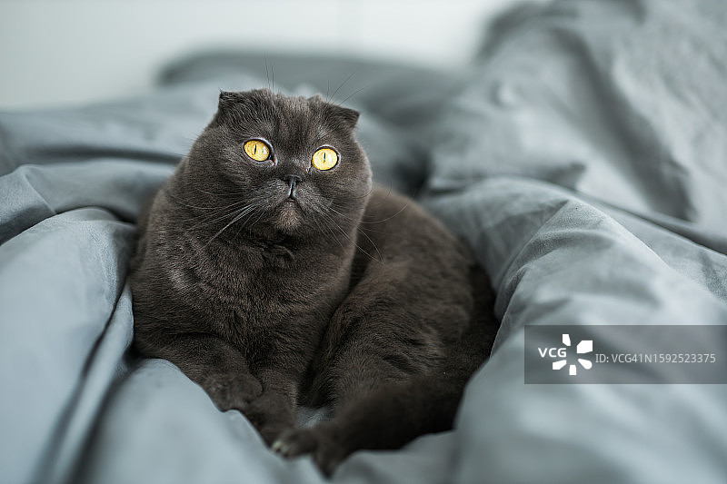 一只苏格兰折耳猫躺在沙发上。休息、放松和宠物的概念图片素材