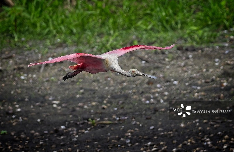 一只正在飞行的玫瑰色琵鹭。图片素材