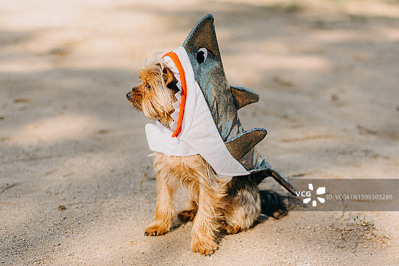 约克郡狗穿着鲨鱼服图片素材