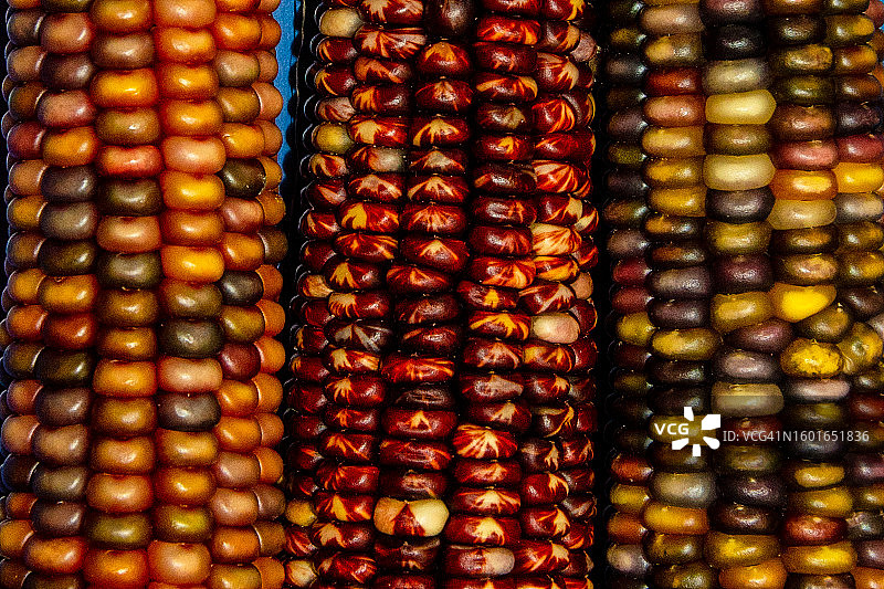 彩色印第安玉米图片素材