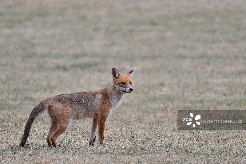 全身像的赤狐站在田野上图片素材
