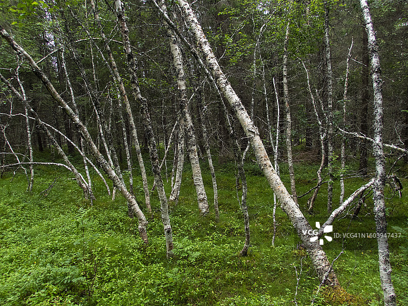 白桦树林图片素材