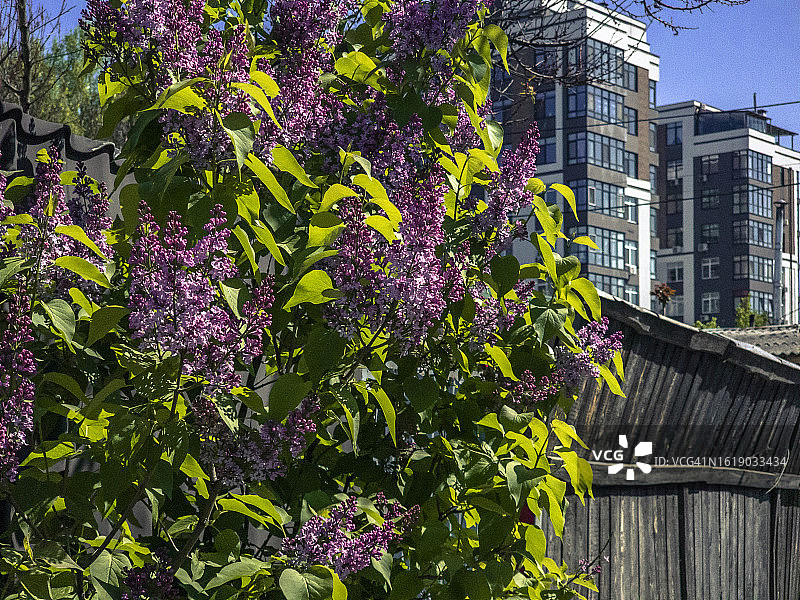 紫丁香花在城市街道上盛开图片素材