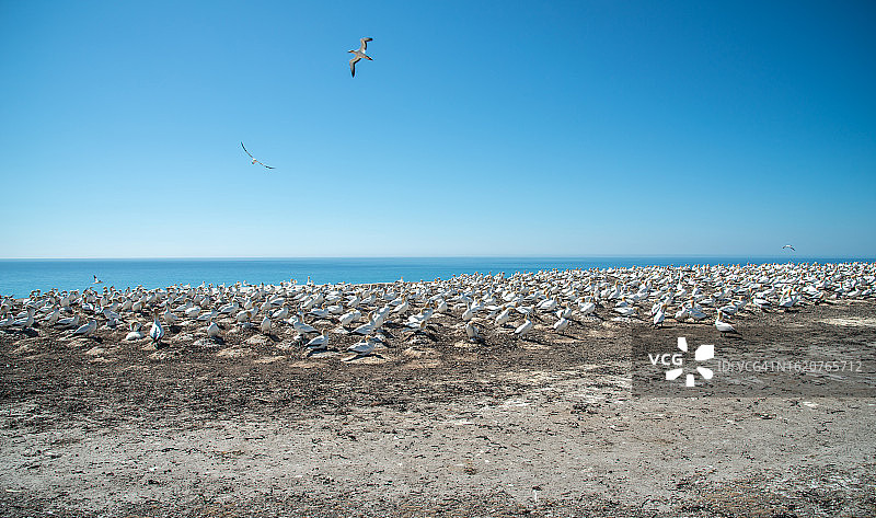 澳大利亚塘鹅群在新西兰霍克湾地区的拐子角。图片素材