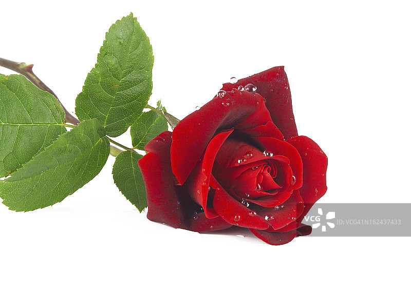 红色的花玫瑰图片素材
