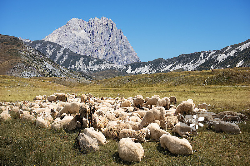 一群羊在Campo Imperatore休息，位于意大利阿布鲁佐的格兰萨索山脉最高峰——格兰德山脚下图片素材