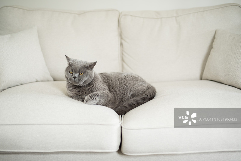 在英国苏格兰爱丁堡的一所房子里，一只英国短毛猫优雅地躺在白色沙发中间，望向别处图片素材