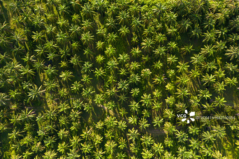 鸟瞰棕榈林。无人机视角下的风景图片素材