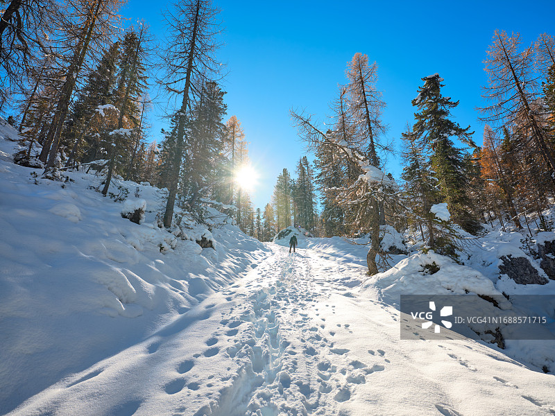 雪后的晨光中，森林里的雪道，带着秋天的色彩。在欧洲意大利科尔蒂纳丹佩佐的贝卢诺多洛米蒂，积雪覆盖的道路上，徒步旅行者留下的脚印。图片素材