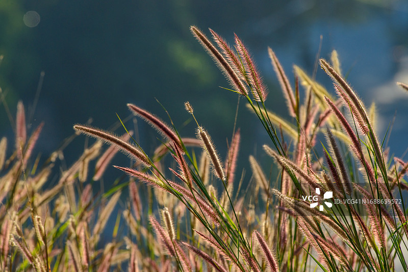 白茅一种草在明亮的金色日出气氛下图片素材