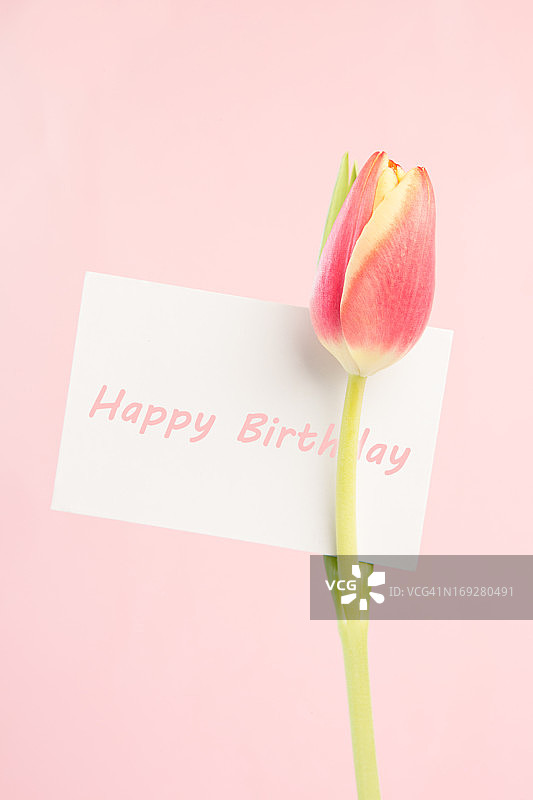 一个美丽的郁金香与一个快乐的生日卡片的特写图片素材