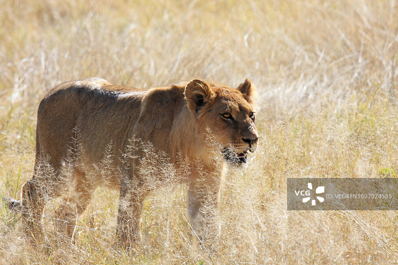 在博茨瓦纳莫雷米的草地上散步的雄性狮子图片素材