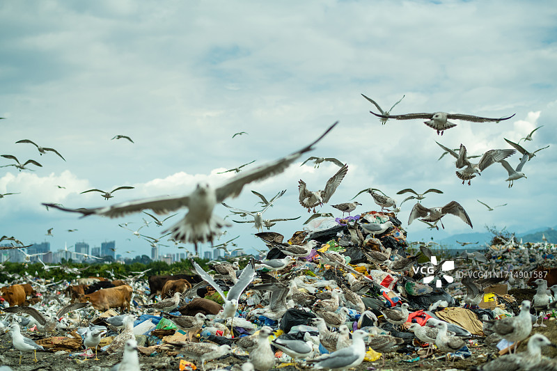 海鸥在垃圾场。环境破坏、大气和水污染以及生态危机观念。图片素材