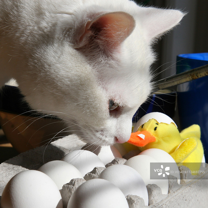 白色的猫，嗅着白色的彩蛋，准备为复活节染色图片素材