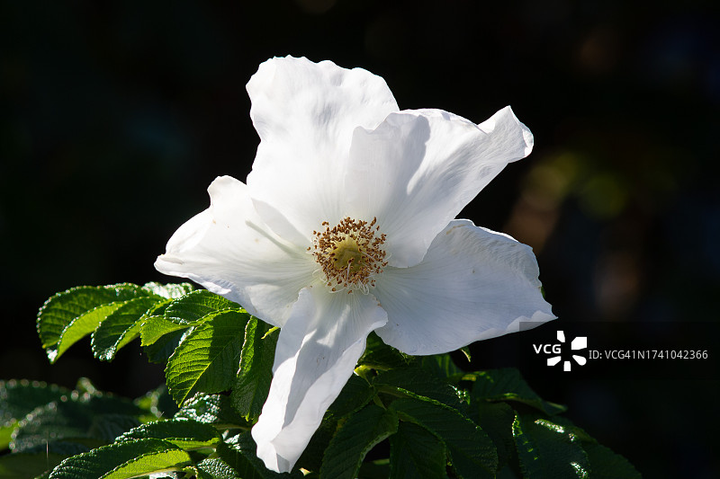 白色开花植物特写，加拿大不列颠哥伦比亚省图片素材
