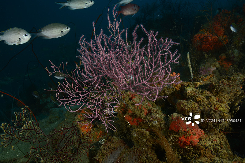 柳珊瑚礁石。图片素材