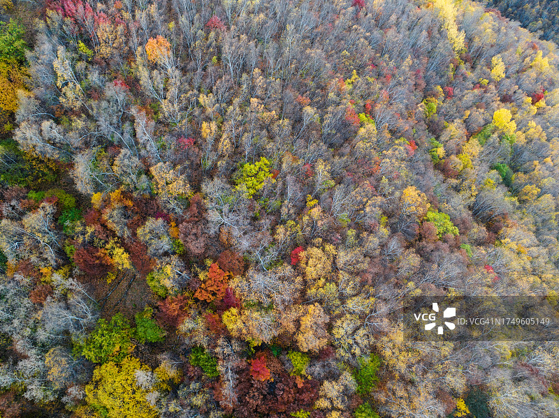 秋天的林地航拍照片图片素材